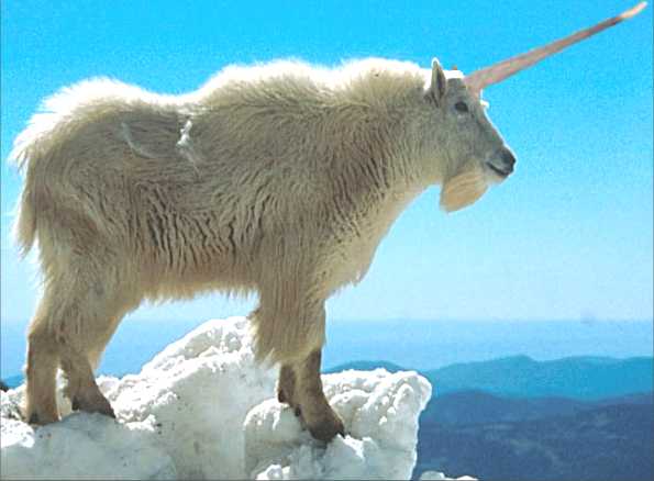 Goat___Mountain___Working_Model___Single_Horn.jpg