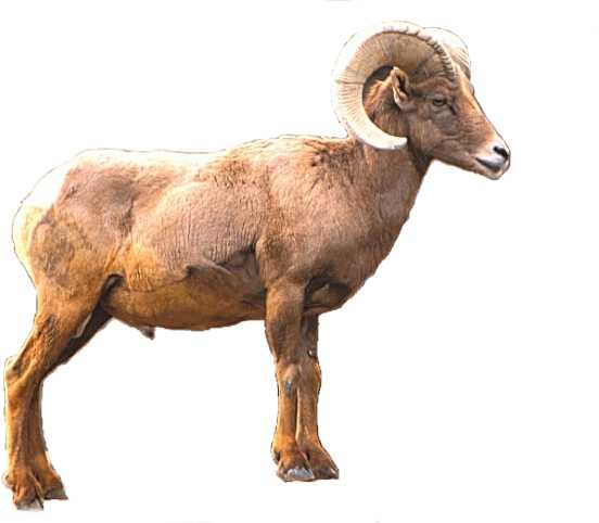 Male Ram
