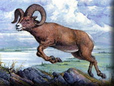 Ram represented Medo-Persia